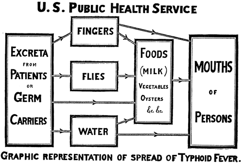 Pathophysiology Of Typhoid Fever In Flow Chart