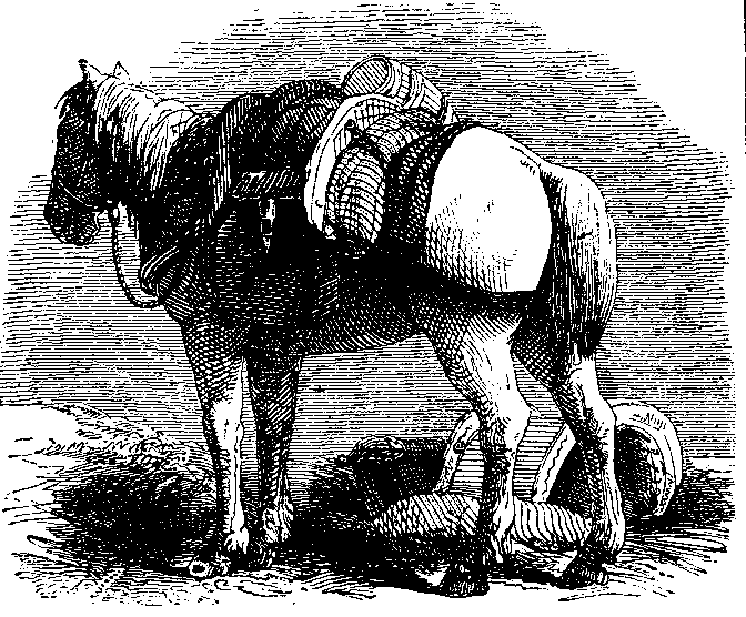 Illustration: Supply Horse.
