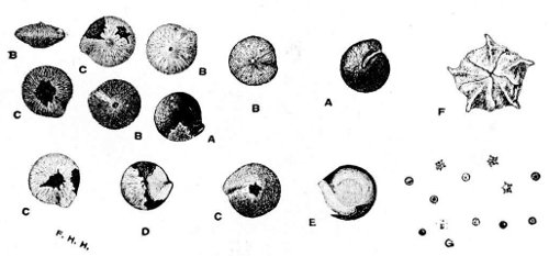 Fig 46.