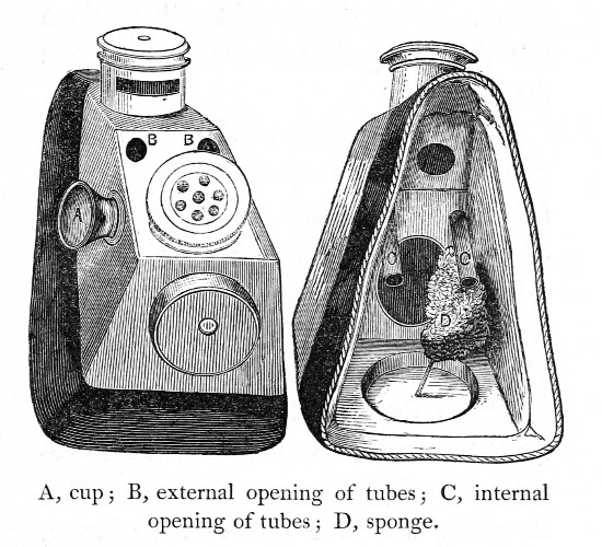 A, cup; B, external opening of tubes; C, internal opening
of tubes; D, sponge.