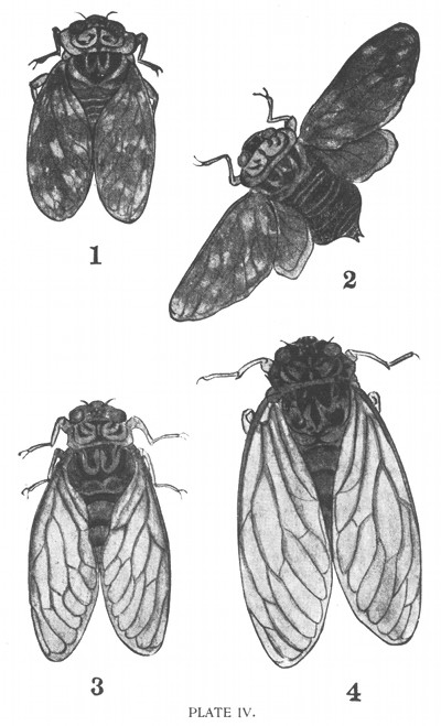 PLATE IV.
1-2, Mugikari-Zmi, also called Goshiki-Zmi.
3, Higurashi.
4, "Min-Min-Zmi."