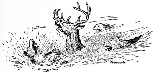 The Deer Seeks Refuge in Deep Water.