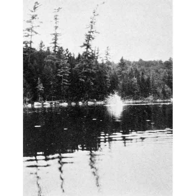 A Beaver Fountain