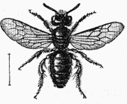 Fig. 106.—Panurgus dentipes, mle.