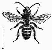 Fig. 108.—Cilissa mle.