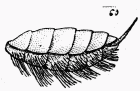 Fig. 114.—Brosse ventrale de Gastrilgide.