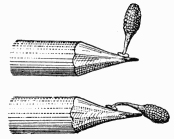 Fig. 119.—Pollinies d'orchide fixes sur un crayon.