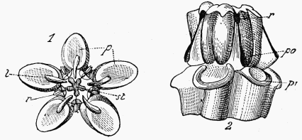 Fig. 121.—Asclepias cornuti.

1, Fleur vue d'en haut (spales et ptales enlevs); 2, id. vue de ct,
les cornets enlevs.—p, cornets; p', base des cornets enlevs;
po, pollinies; r, rtinale; st, fentes stigmatiques.