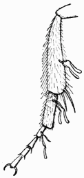 Fig. 122.—Patte de Bourdon portant des pollinies
d'Asclepias.