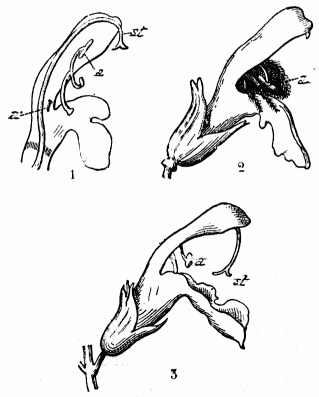 Fig. 123.—Sauge.

1, Section de la fleur; 2, abeille dans la fleur, frappe par les
anthres; 3, fleur plus avance, stigmate accru, a, tamine; a',
tamine avorte; st, stigmate.