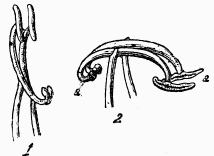 Fig. 124.—tamines de sauge.

1, avant; 2, aprs l'abaissement.