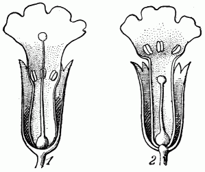 Fig. 126.—Primevres.