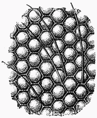 Fig. 16.—Cornules des yeux de l'Abeille.