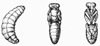 Fig. 21.—Larve et nymphes de l'Abeille ouvrire.