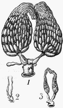 Fig. 22. 1. Ovaires d'Abeille reine;—2. d'ouvrire dite
pondeuse;—3. d'ouvrire ordinaire.
