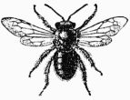 Fig. 33.—Mlipone.