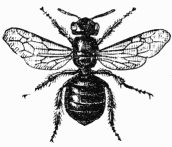 Fig. 40.—Cratine.