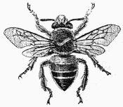 Fig. 41.—Anthophore  masque.