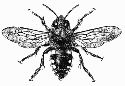 Fig. 47.—Mlecte.