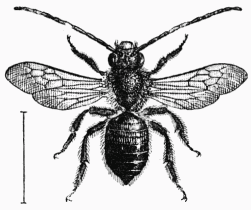 Fig. 54.—Eucre longicorne mle.
