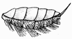 Fig. 56.—Ventre de Gastrilgide.