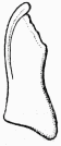 Fig. 63.—Mandibule d'Anthidium rsinier.