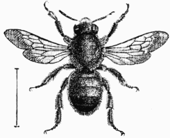 Fig. 68.—Chalicodome mle.