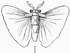 Fig. 90.—Stylops mle.