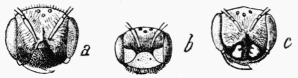 Fig. 94.—Ttes d'Andrnes: a, femelle normale; b,
mle normal; c, femelle stylopise.