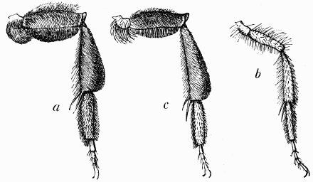Fig. 95.—Pattes d'Andrnes: a, femelle normale; b,
mle normal; c, femelle stylopise.