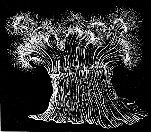 Fig. 5. The same Actinia (Metridium marginatum) fully expanded; natural size.