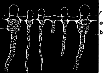 Fig. 59. Part of marginal tube and tentacles of Eucope, greatly magnified; e eye-speck, b base of tentacle., r reentering base of tentacle.