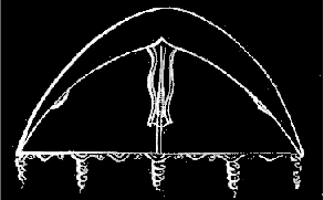 Fig. 67. Young Oceania, older than Fig. 65; magnified.