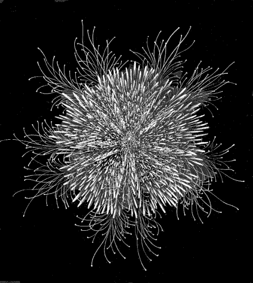 Fig. 131. Toxopneustes from above, with all the appendages expanded; natural size.