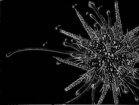 Fig. 180. Young Sea-urchin older than Fig. 179