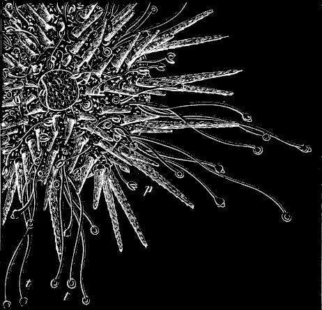 Fig. 181. Still older Sea-urchin