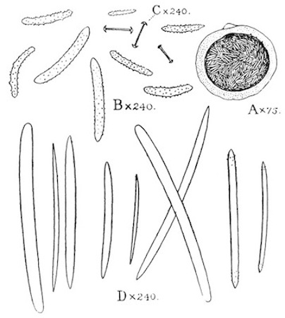 Illustration: Fig.
48.—Corvospongilla caunteri (type, from Lucknow).