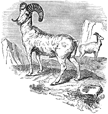 Rocky Mountain Sheep