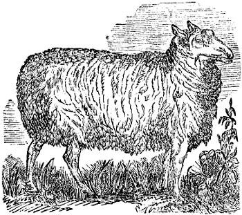 A Cheviot Ewe