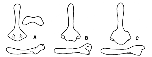 Fig. 5. Bacula of Neotoma. All  4.