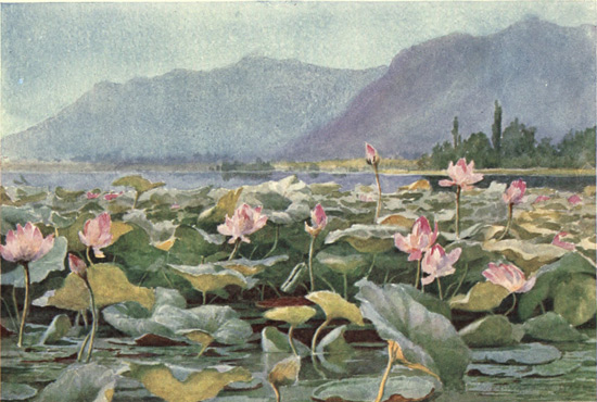 LOTUS LILIES ON THE DAL LAKE