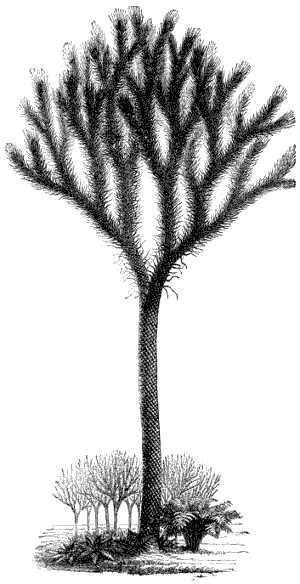 Fig. 44