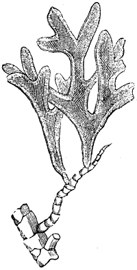 Fig. 115