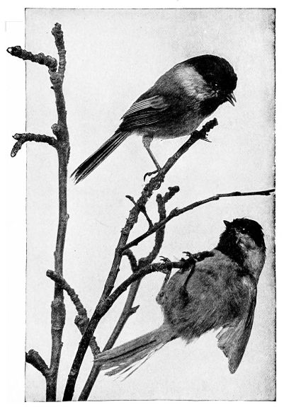 Two chickadees in branch