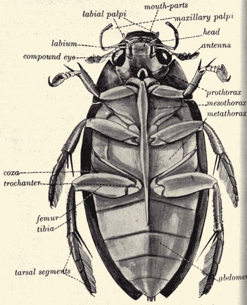 Great water-scavenger beetle.