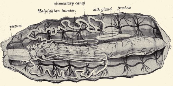 Dissection of the silkworm.