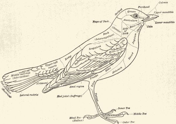 Diagrammatic outline of bird's body.