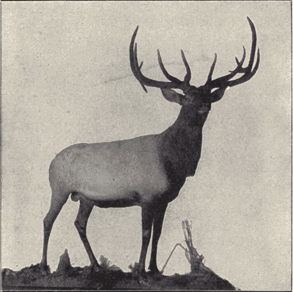 Male elk.