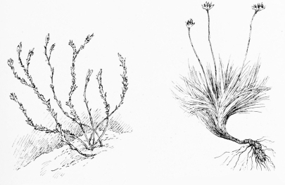 ALTABACA (Scrofularia)

The starveling shrub that grows in sand.