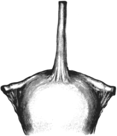 The Fundus of a Uterus